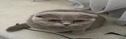 Scottish Fold cats for sale: Lily Scottish Fold  - Advert 4