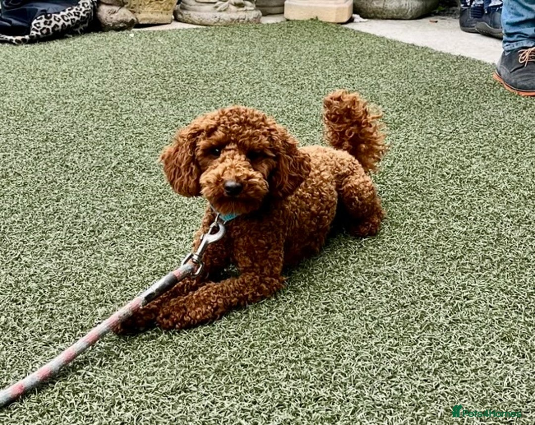 Cockapoo dogs for sale: ✨ Gorgeous Cockapoo Puppies ✨ - Image 20