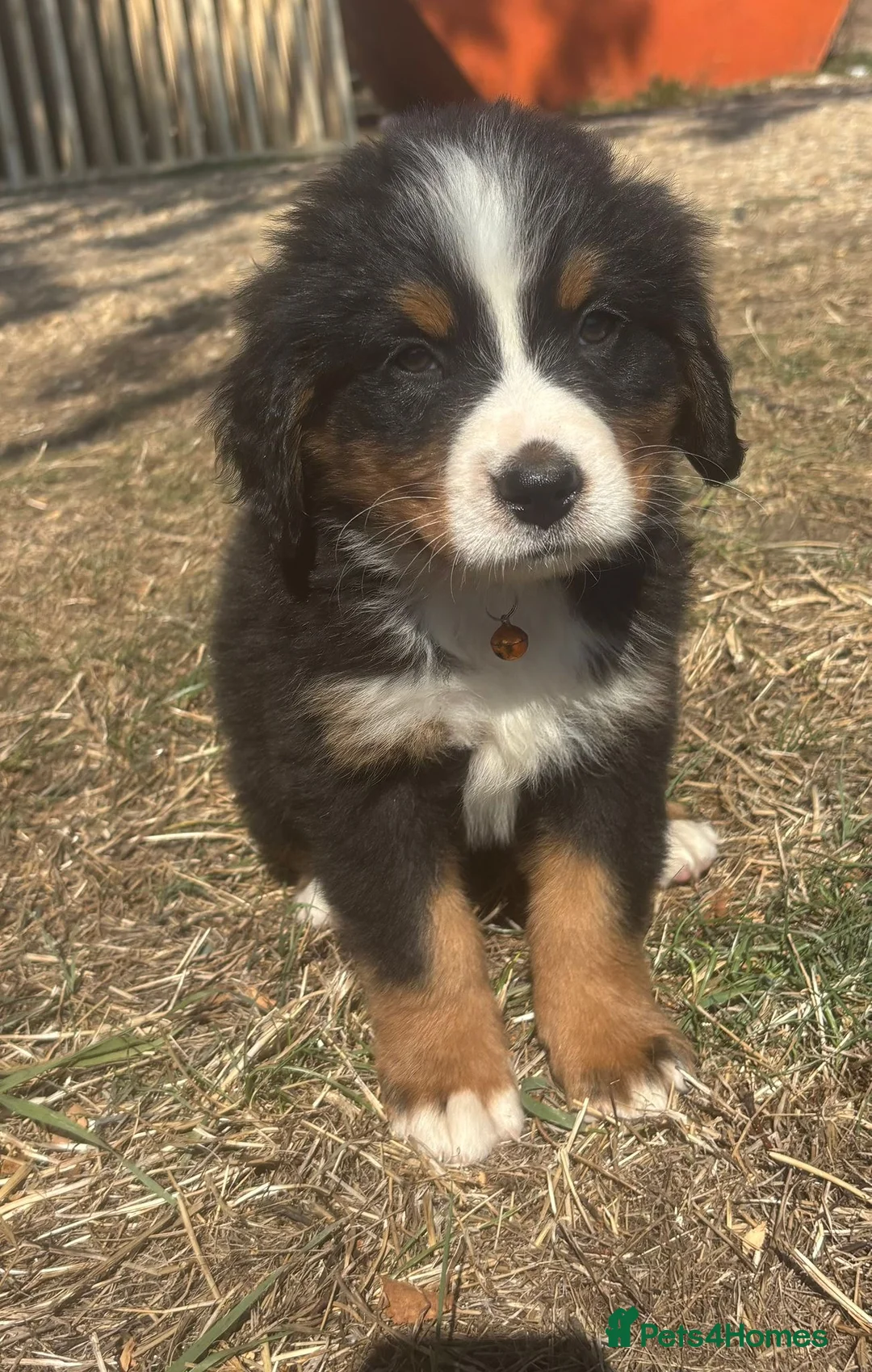 Bernese Mountain Dog dogs for stud: Outstanding kc reg Bernese mountain dog stud - Advert 28