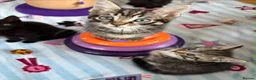 Mixed Breed cats for sale: Kittens for sale  - Advert 21