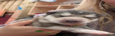 Alaskan Malamute Puppy 2 Light Blue 🩵