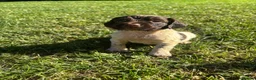 English Springer Spaniel dogs for sale: Springer Spaniel Puppies  - Advert 30