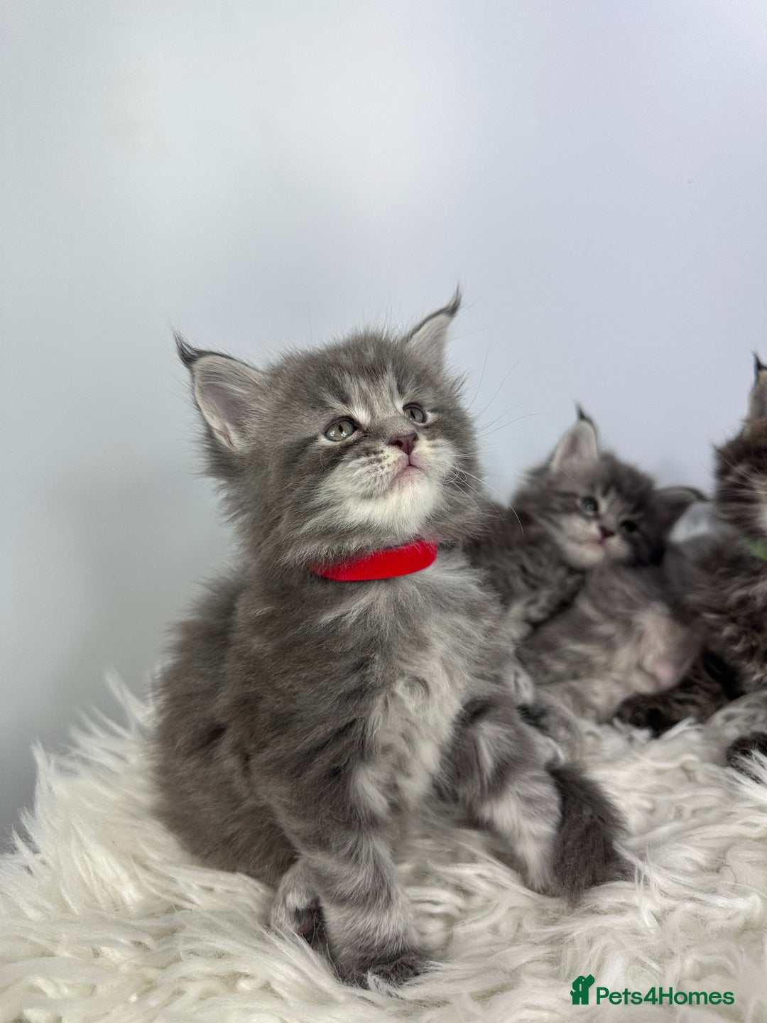 Maine Coon cats for sale: 6 Gorgeous Pure Breed Maine Coon Kittens - Advert 11