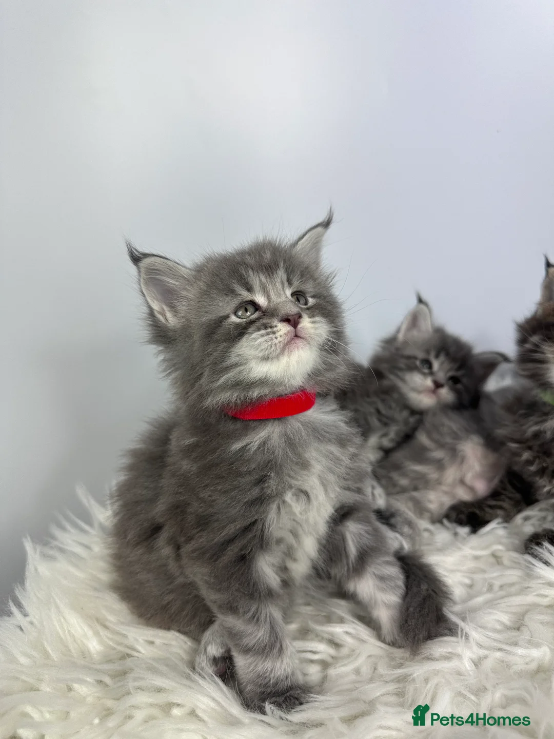 Maine Coon cats for sale: ✨Last 2 Gorgeous Pure Breed Maine Coon Kittens✨ - Advert 17