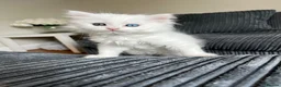 Ragdoll cats for sale: Very unique ragdoll x chinchilla Persian  - Advert 3
