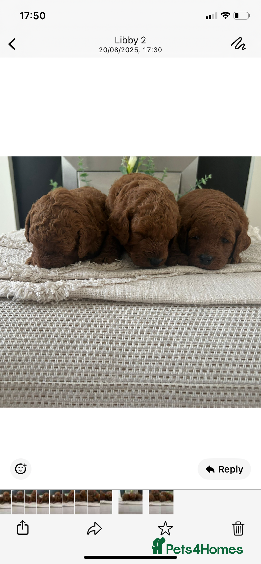 Labradoodle dogs for sale: Stunning red miniature labradoodle puppies - Image 11