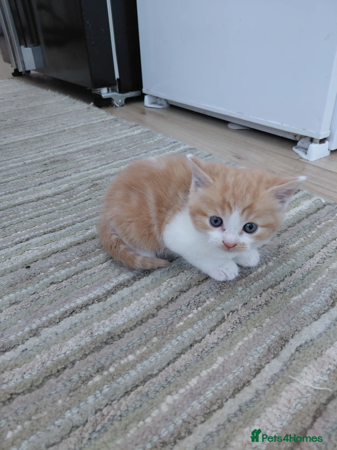 Mixed Breed cats for sale: 4 kittens for sale in Wickford - Advert 8