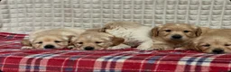 Golden Retriever dogs for sale: GORGEOUS GOLDEN RETRIEVER PUPPIES  in Carmarthen - Advert 9