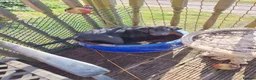 Labrador Retriever dogs for sale: Black Labrador puppy from working lines in Bromsgrove - Advert 3