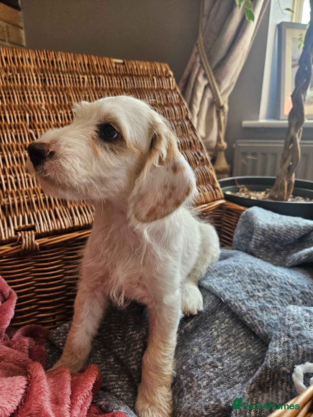 Cockapoo dogs for sale: UPDATE! 2 LEFT! - Image 4