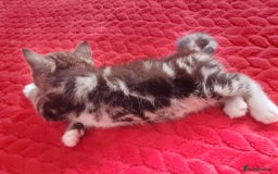 Mixed Breed cats for sale: kittens - Image 9