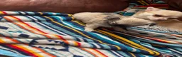 Chihuahua dogs for sale: Meet the Magnificent 7 - Advert 16