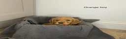 Cocker Spaniel dogs for sale: KC Reg hereditary clear working Cocker spaniels in Ingatestone - Advert 2
