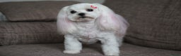 Maltese dogs for sale: Gorgeous Tiny Maltese Puppies - Advert 15