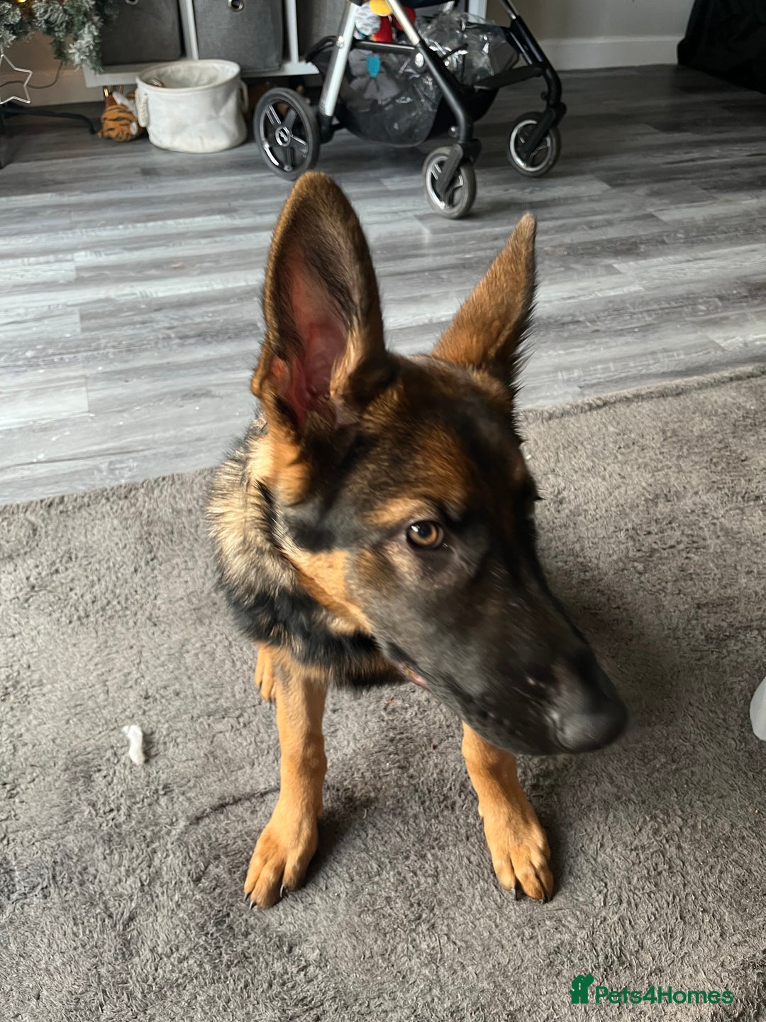 German Shepherd dogs for sale: Milo - 6 month old German shepherd  - Advert 3