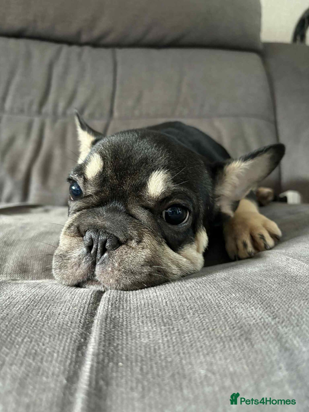 French Bulldog dogs for sale: 3 French Bulldog Pups - Advert 8