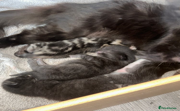 Maine Coon cats - Advert 1