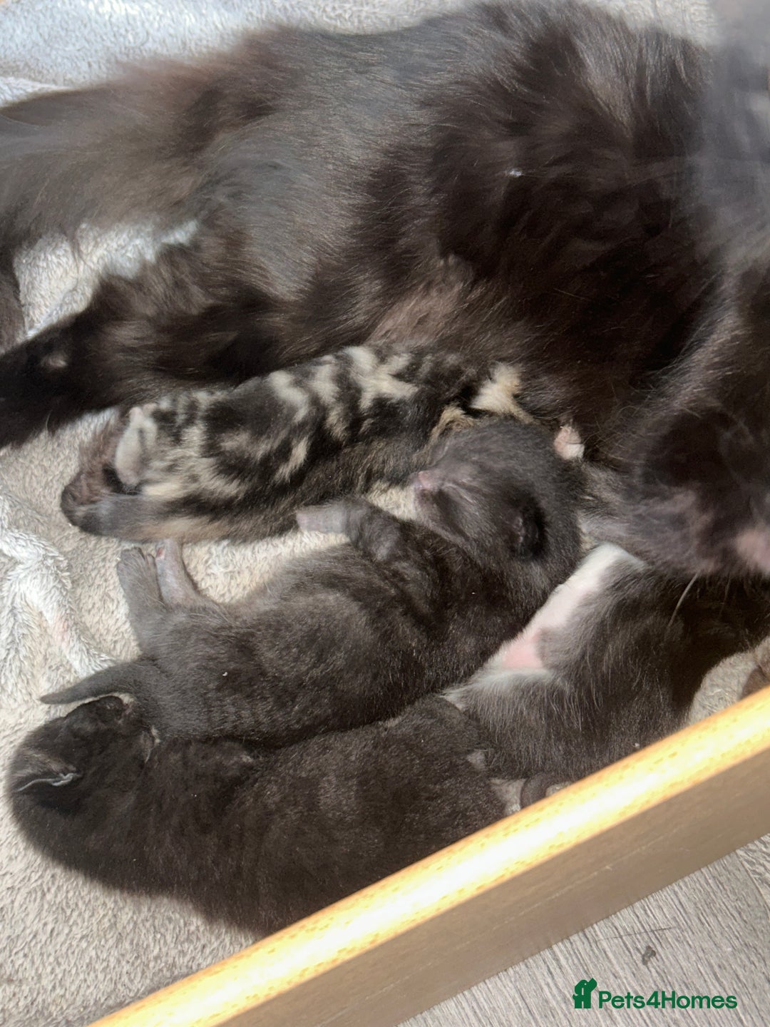 Maine Coon cats for sale: 4 main coon kittens  - Image 1