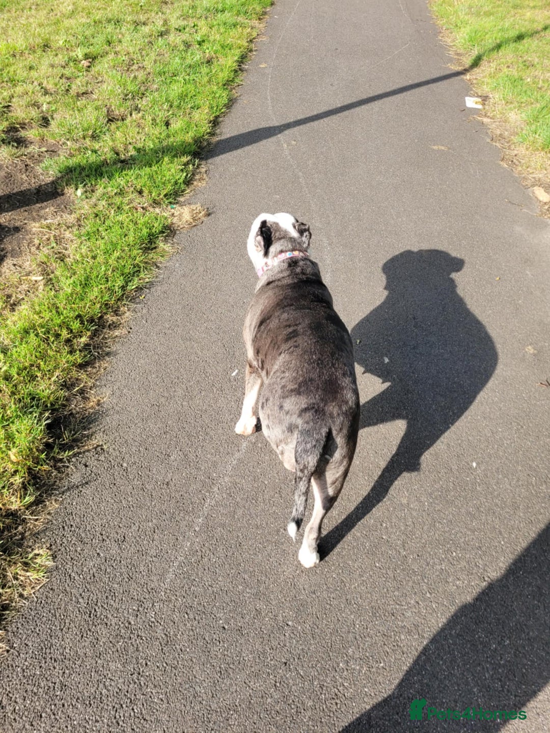 Alapaha Blue Blood Bulldog dogs for sale: 3 year old alpha blue blood bulldog  - Image 1