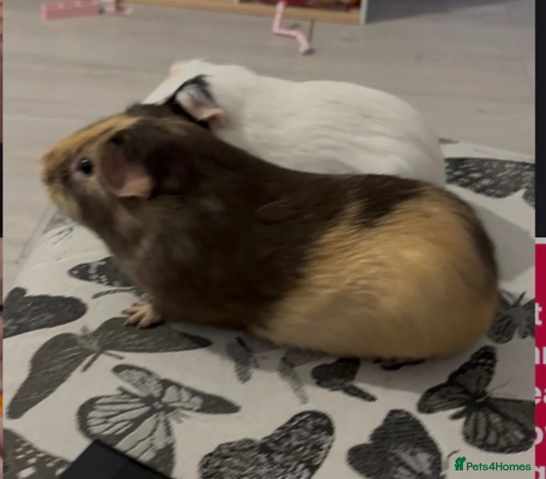 Guinea Pig rodents for sale: 2 male guinea pigs - Advert 1