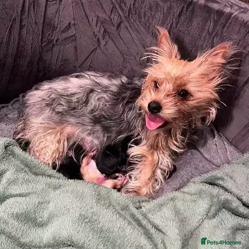 Yorkshire Terrier dogs Pure Yorkshire Terrier Pups - READY NOW 🐾 - Advert 13