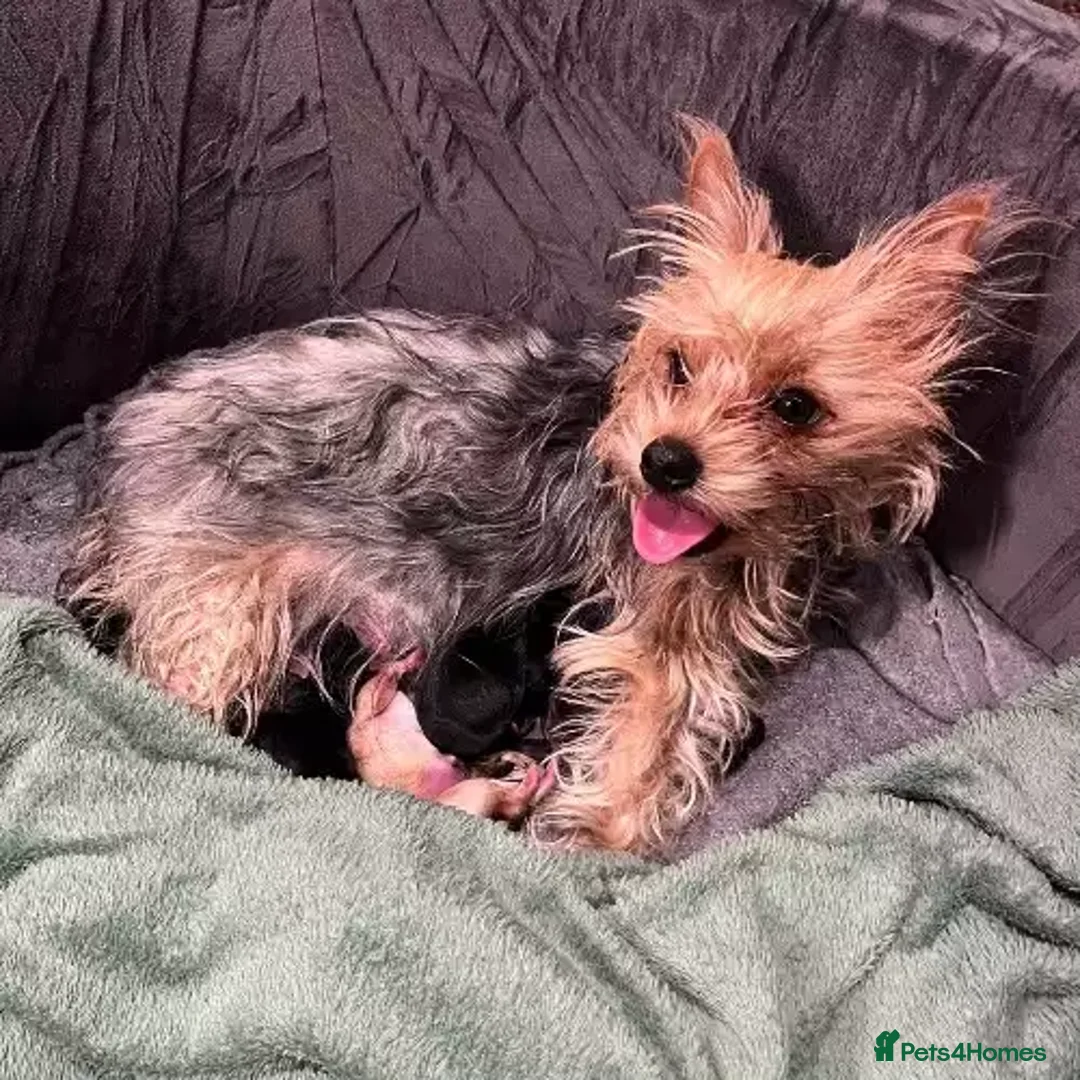Yorkshire Terrier dogs for sale: Pure Yorkshire Terrier Pups - READY NOW 🐾 - Advert 1