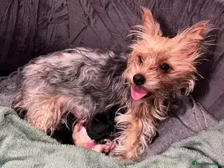 Yorkshire Terrier dogs Pure Yorkshire Terrier Pups - READY NOW 🐾 - Advert 13