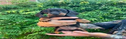 Dachshund dogs for sale: Beautiful litter of Rainbow Puppies - Advert 19