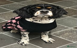American Cocker Spaniel dogs for sale: American cocker spaniel  - Image 2