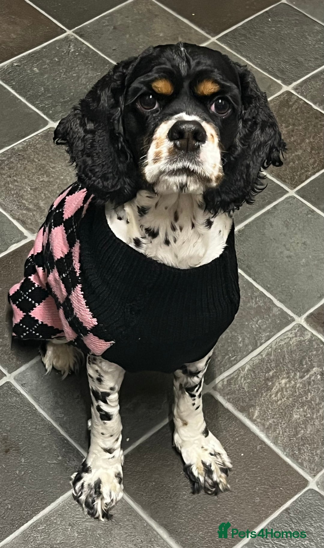 American Cocker Spaniel dogs for sale: American cocker spaniel  - Image 2