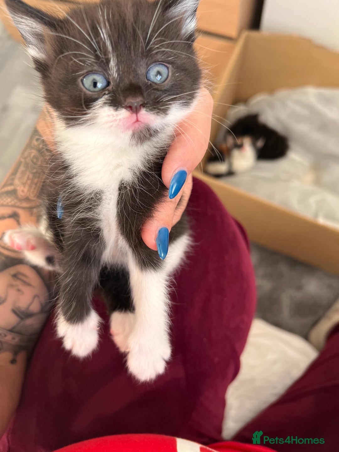 Mixed Breed cats for sale: Little bundles of purrfection  - Advert 6