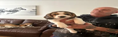 Beagle 7