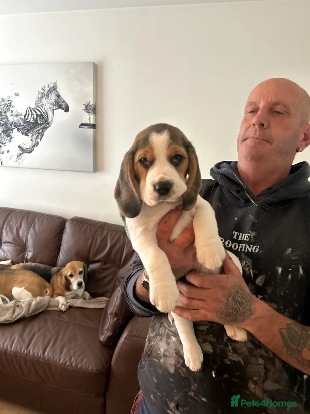Beagle dogs for sale: Beautiful KC registered beagle puppies - Advert 2