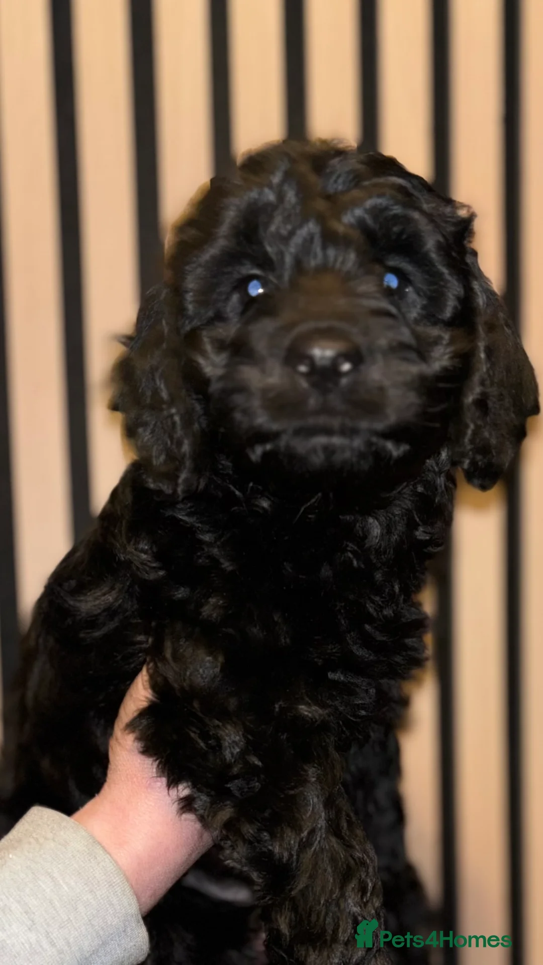Cockapoo dogs for sale: 1 Male F1B Cockapoo looking for forever home 🐾 - Advert 4