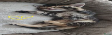 Mixed Breed 3