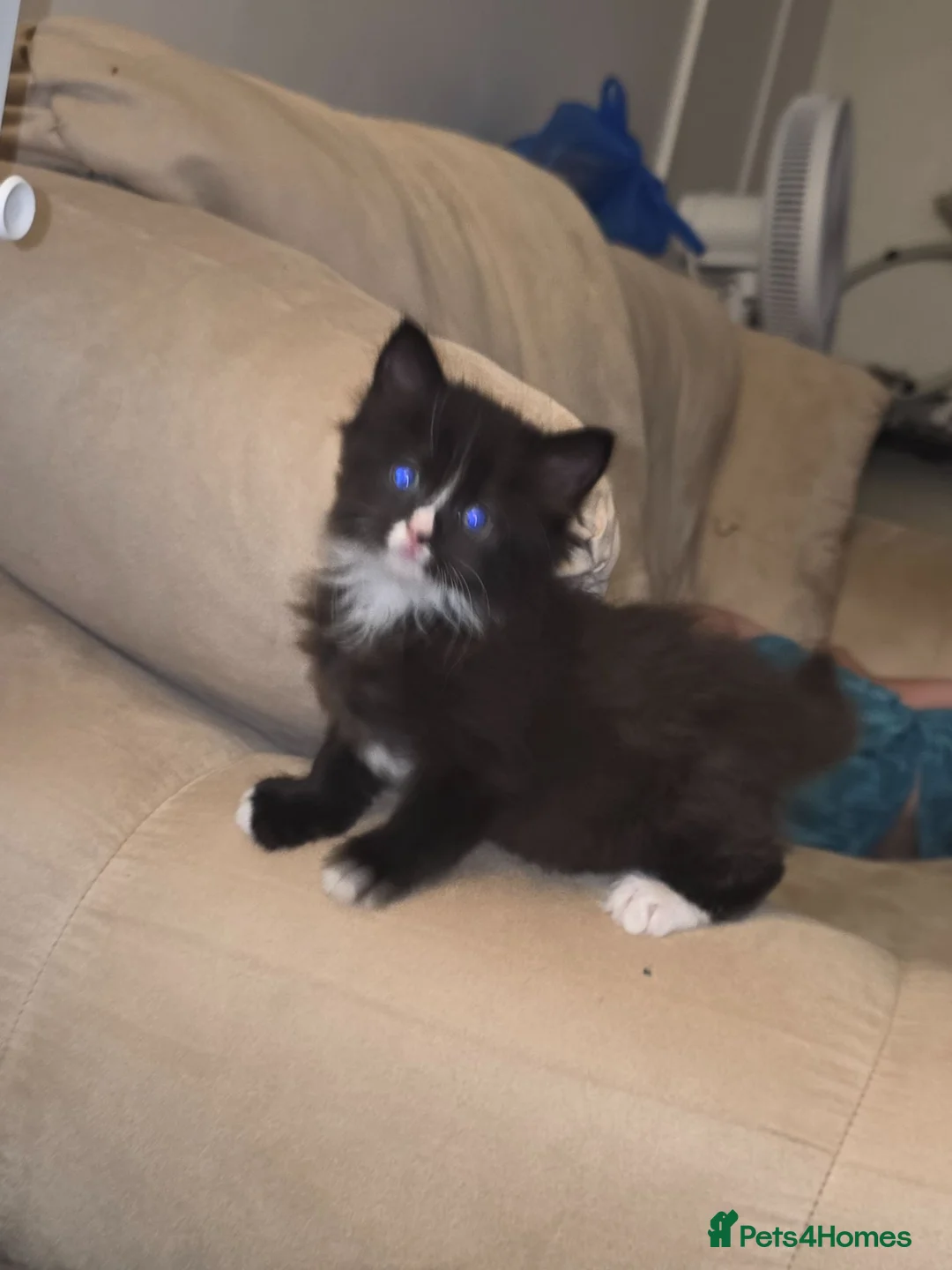 Mixed Breed cats for sale: Kittens NOT MICROCHIP  - Advert 1