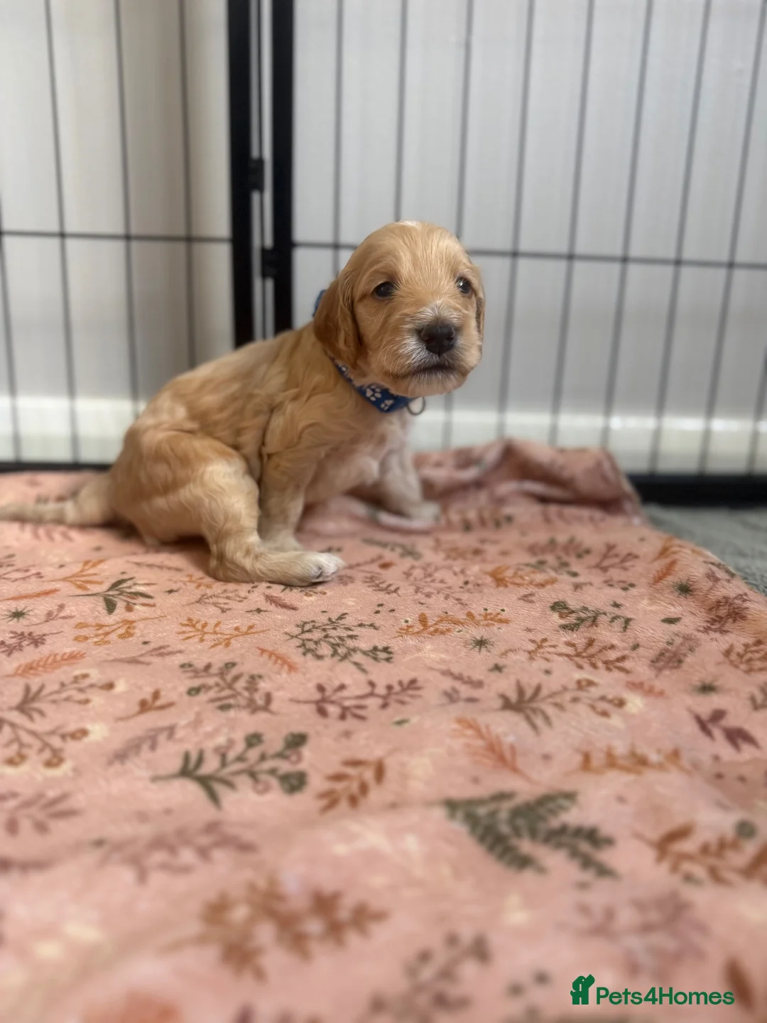 Cockapoo dogs for sale: F2 cockapoos in Grimsby - Advert 2