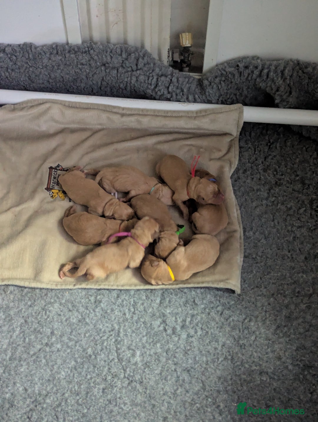 Labrador Retriever dogs for sale: Fox Red Working Labrador Retriever Puppies - Advert 20