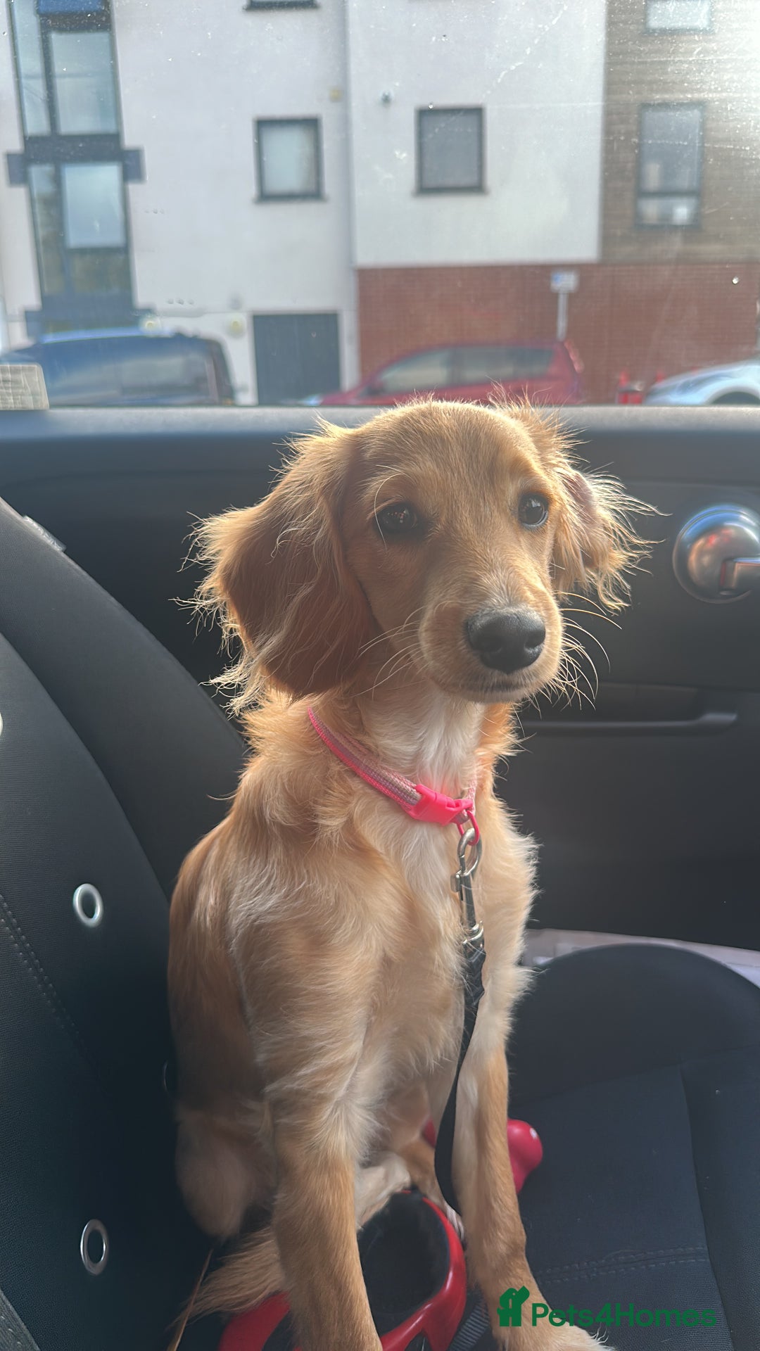 Cavapoo dogs for sale: Beautiful poodle cross Cavalier - Advert 2