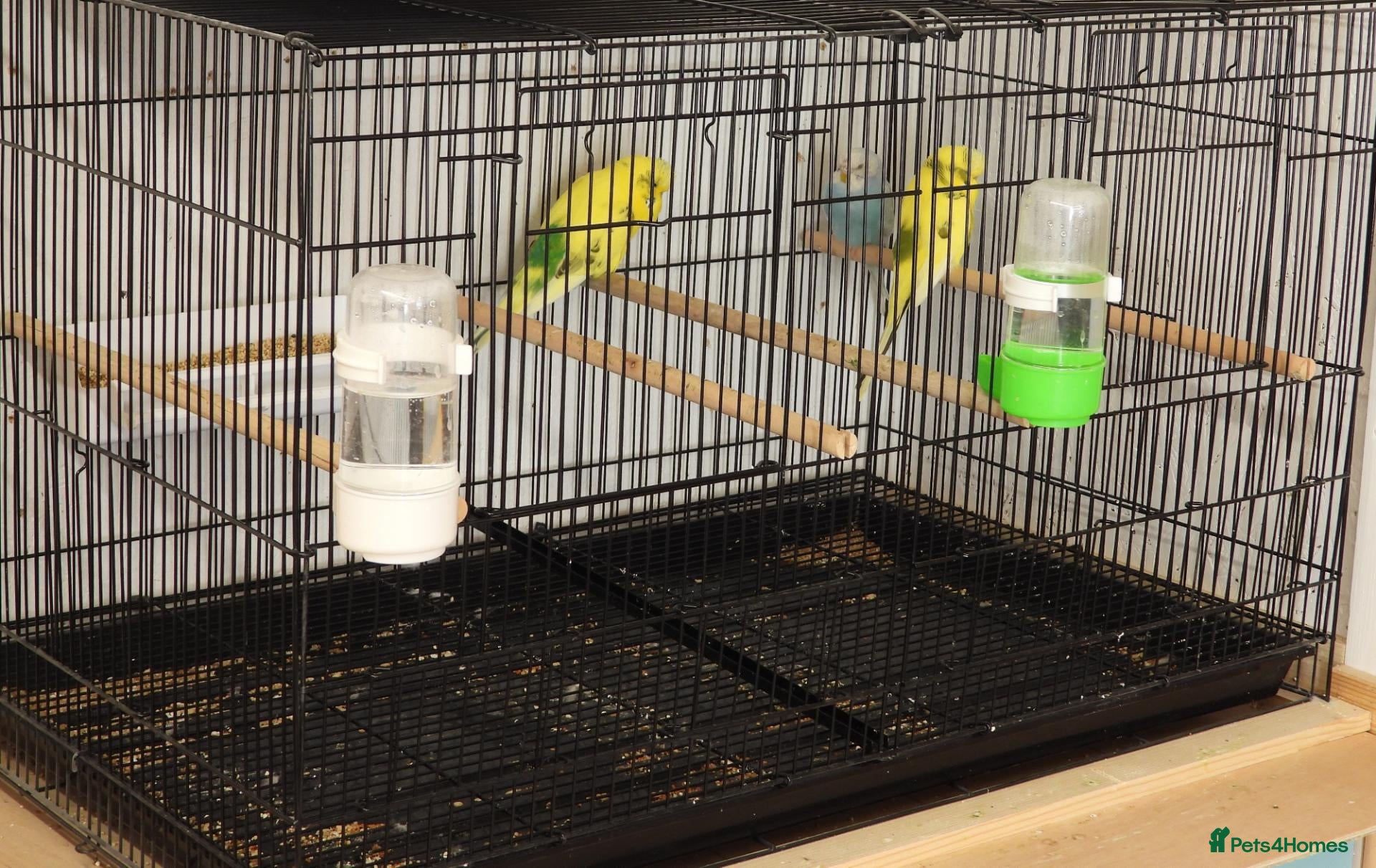 Budgerigars birds Used Wired cage with separated Compartments - Advert 1