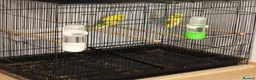 Budgerigars birds for sale: Used Wired cage with separated Compartments - Advert 1