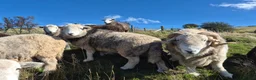 Sheep livestock for sale: Herd of Beautiful Herdwick Sheep - Advert 6