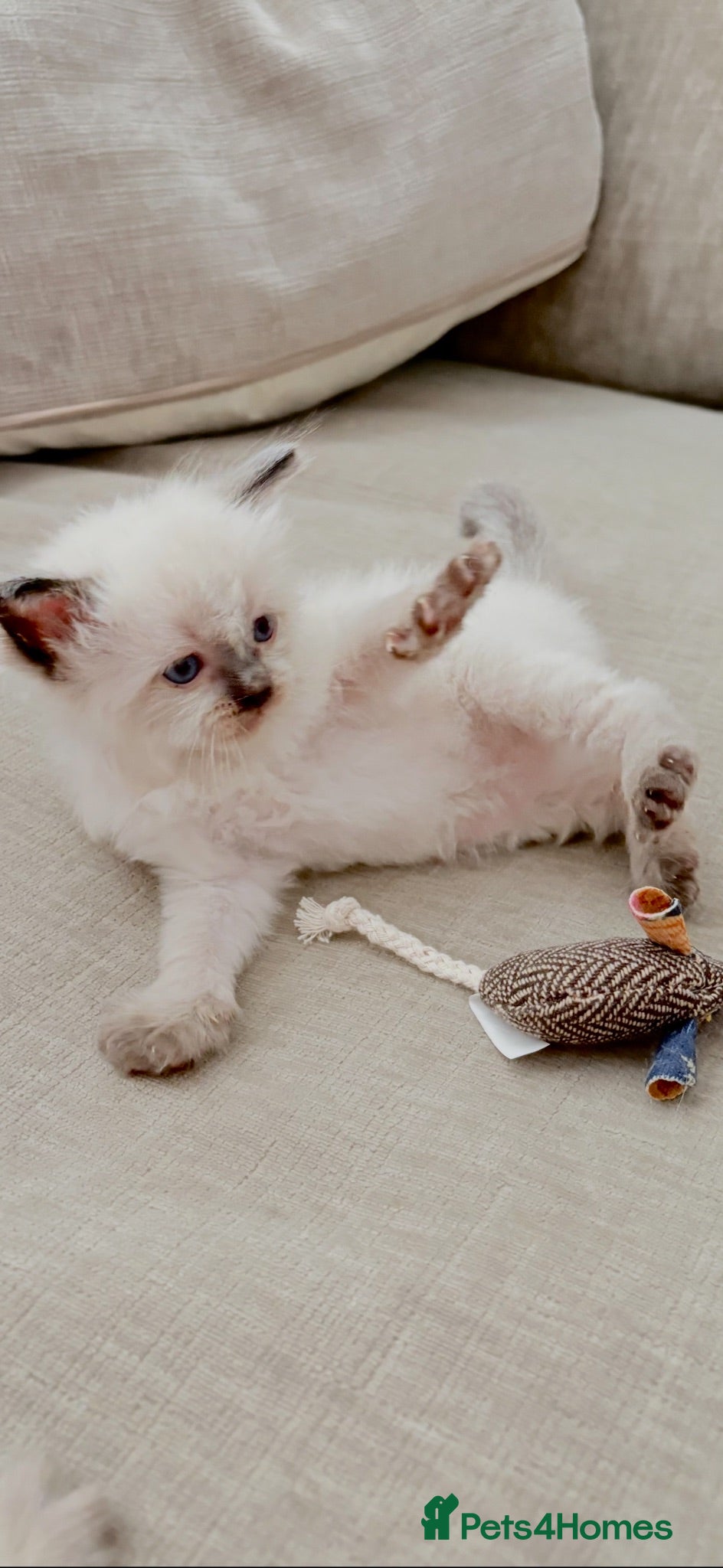 Ragdoll cats 🦋💙 ADORABLE GCCF BABIES 💙🦋 - Advert 3