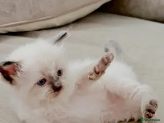 Ragdoll cats 🦋💙 ADORABLE GCCF BABIES 💙🦋 - Advert 3