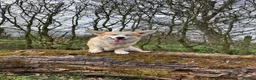 Welsh Corgi Pembroke dogs for stud: For sale my stud dog - Advert 4