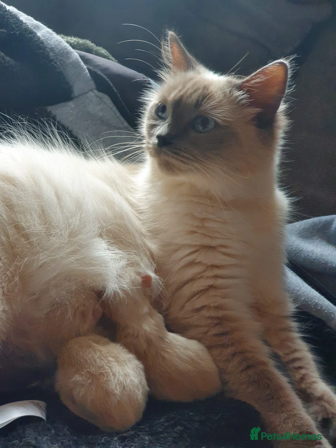 Ragdoll cats for stud: Stud Muffin in Ilkeston - Advert 29