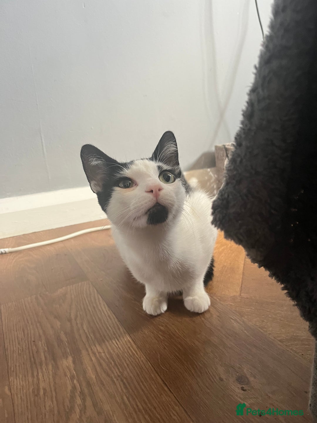 British Shorthair cats for sale: Lovely 1 year old male cat  - Image 1