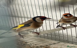 Finches birds for sale: Finches  - Image 17