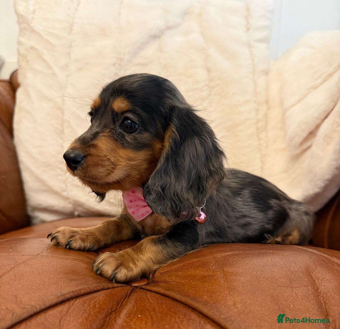 Miniature Dachshund dogs for sale: Beautiful Cream Longcoats Miniature Dachshund  - Advert 2