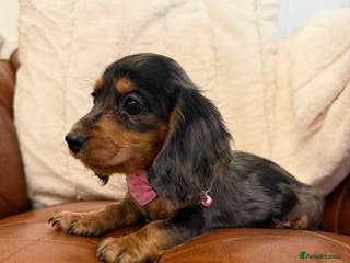 Miniature Dachshund dogs Beautiful Cream Longcoats Miniature Dachshund - Advert 4
